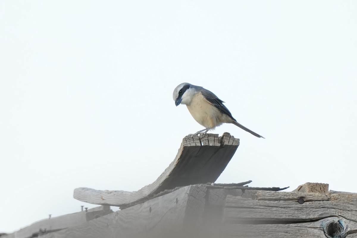 Brown Shrike (Philippine) - ML592438911