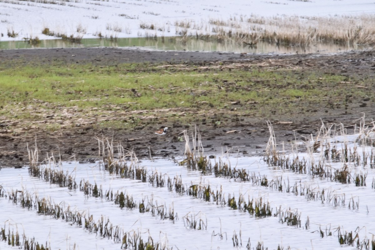 Ruddy Turnstone - Bob Huguenard