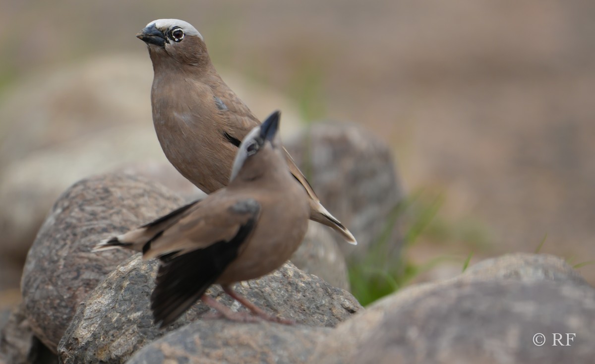 Gray-headed Social-Weaver - Roxie Fu