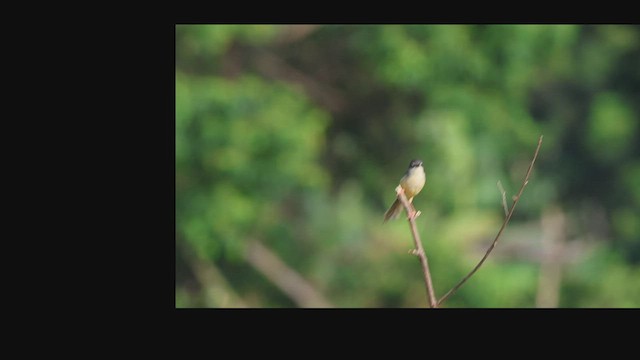 Prinia Ventriamarilla - ML592440931