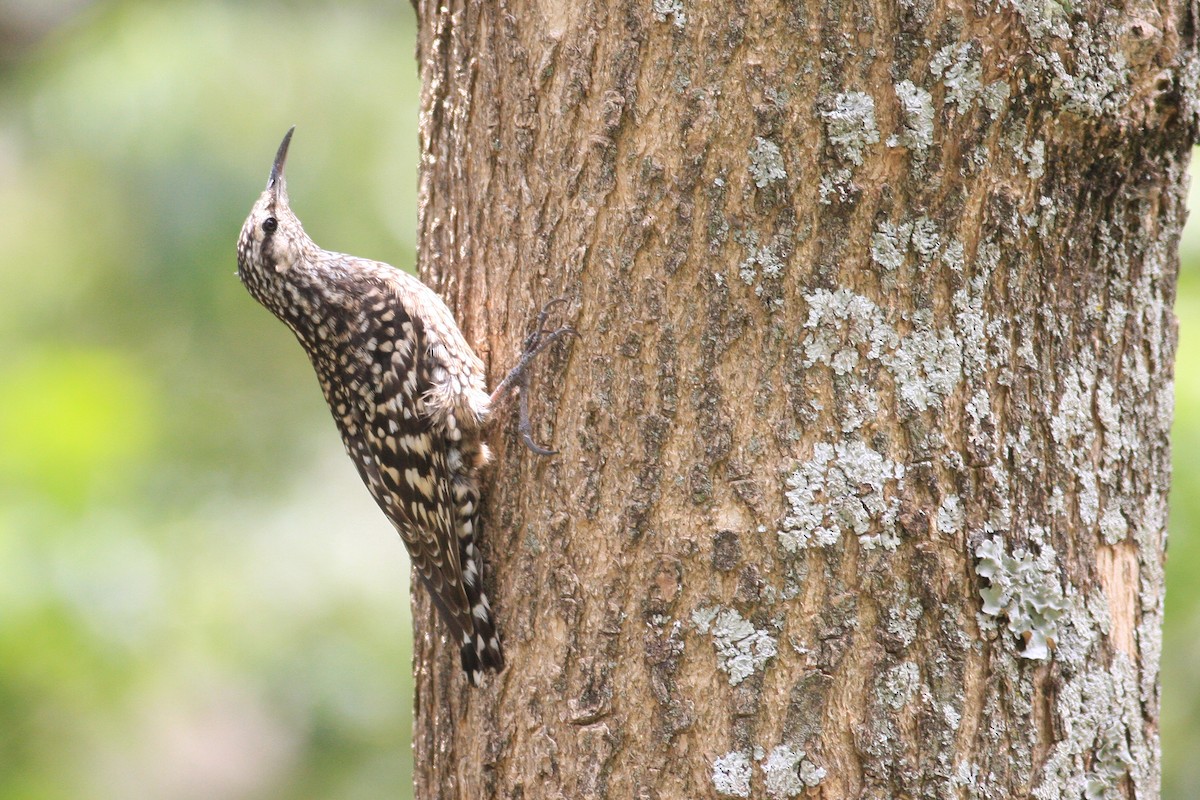 African Spotted Creeper - Oscar Campbell