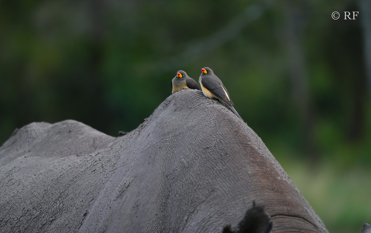 Yellow-billed Oxpecker - ML592441911