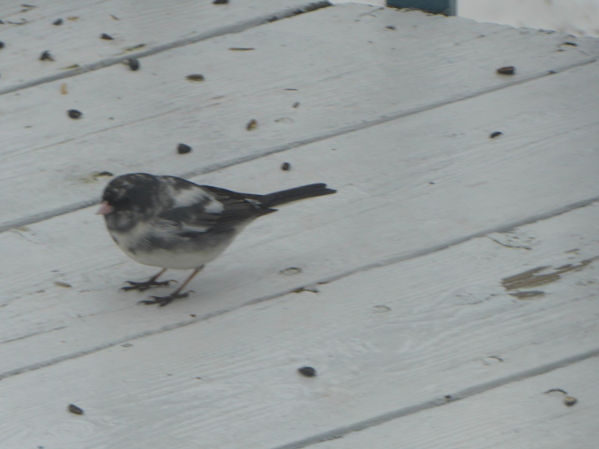 Dark-eyed Junco - COG Club des ornithologues de la Gaspésie