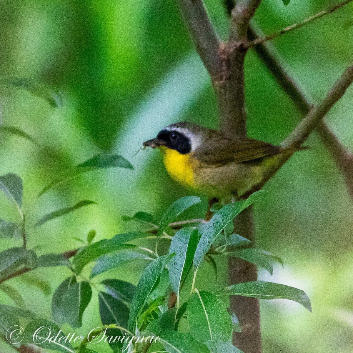 Common Yellowthroat - ML592442401