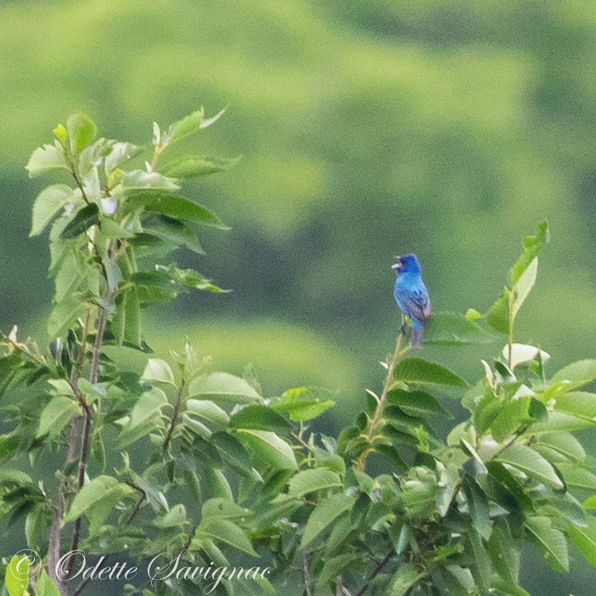 Indigo Bunting - ML592442451