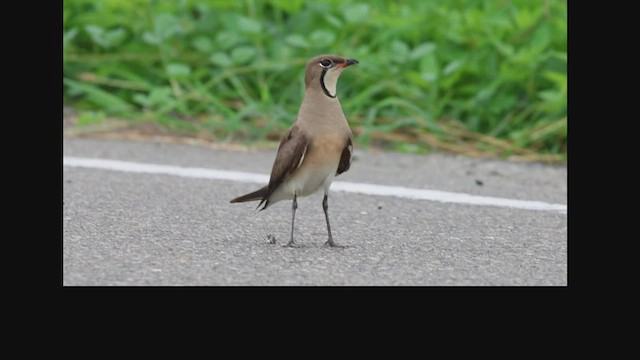 Oriental Pratincole - ML592443111