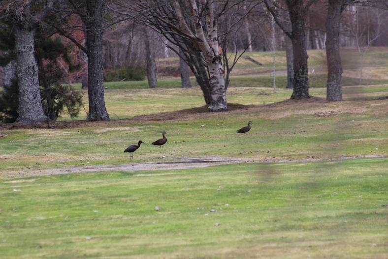 Glossy Ibis - ML59244361