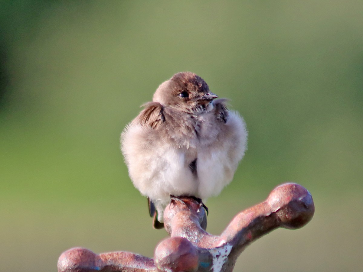 Northern Rough-winged Swallow - ML592445981
