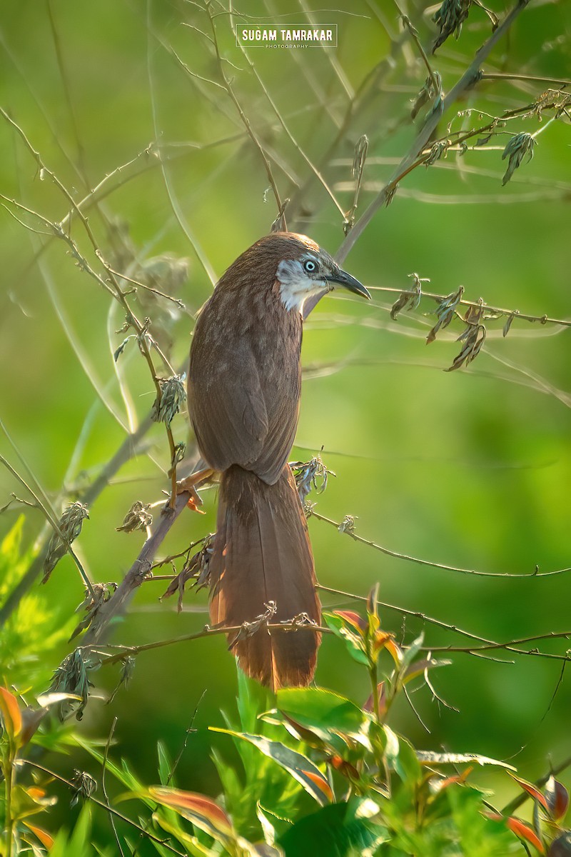 Spiny Babbler - Sugam Tamrakar