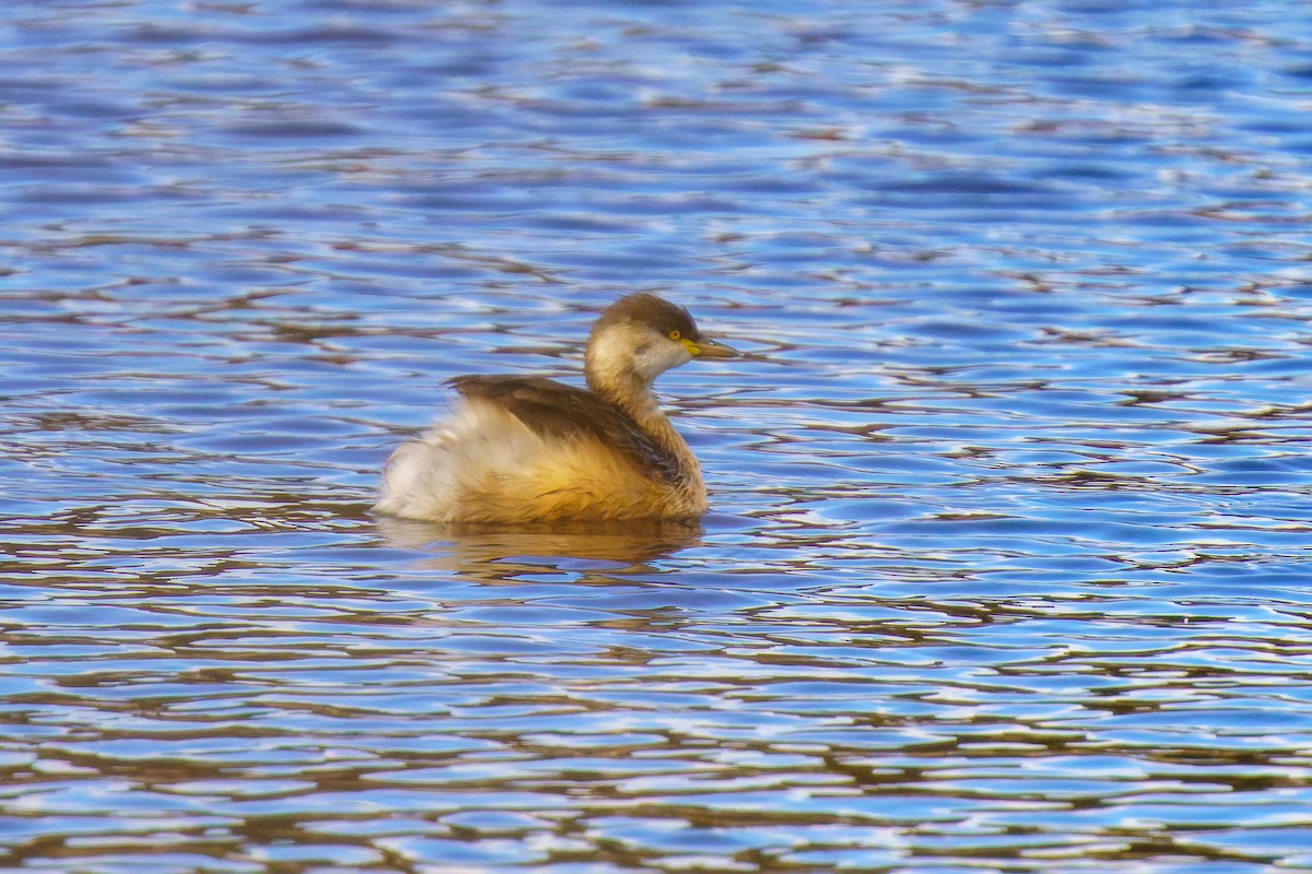 Australasian/Hoary-headed Grebe - ML592447161