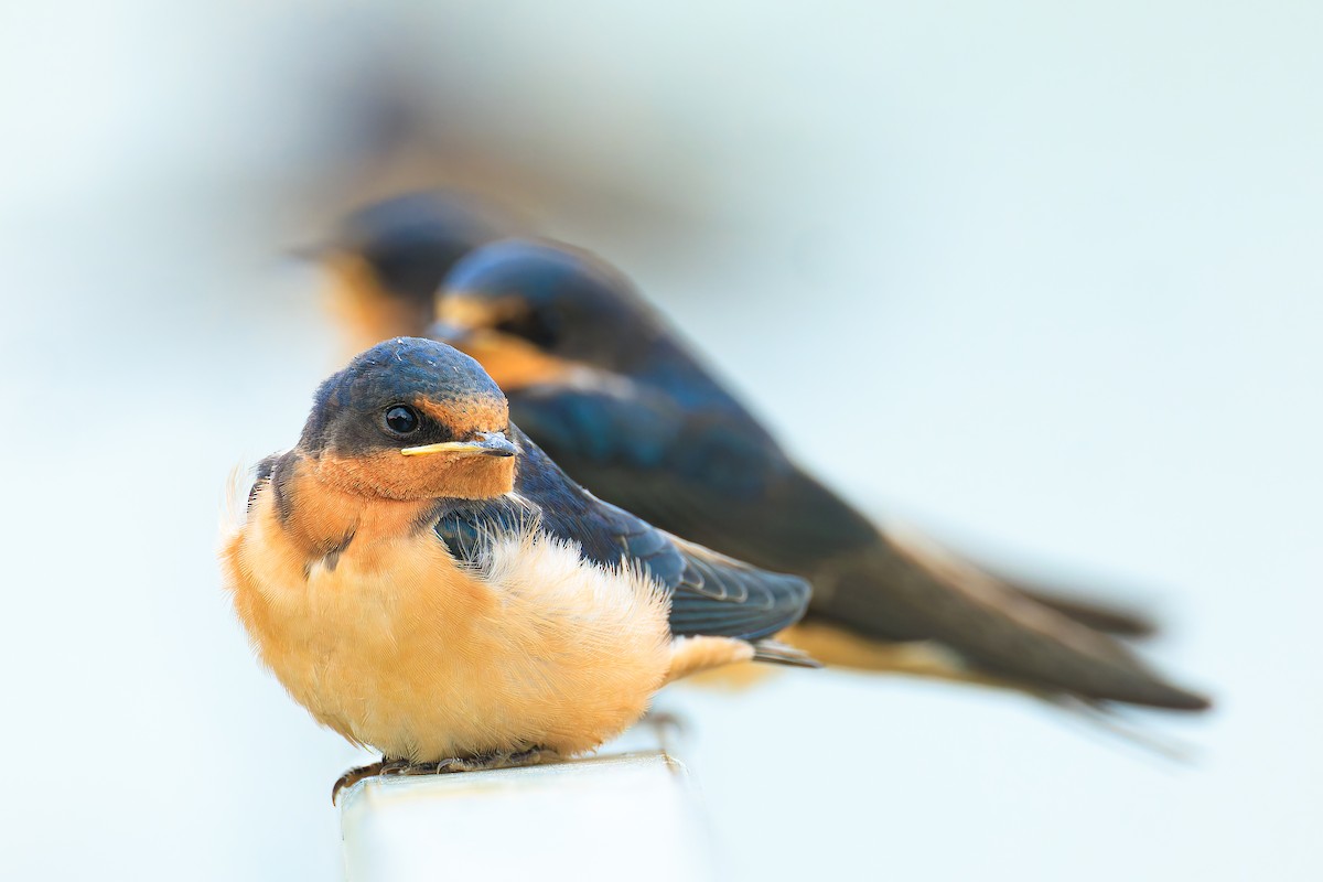 Barn Swallow - Ryan Sanderson