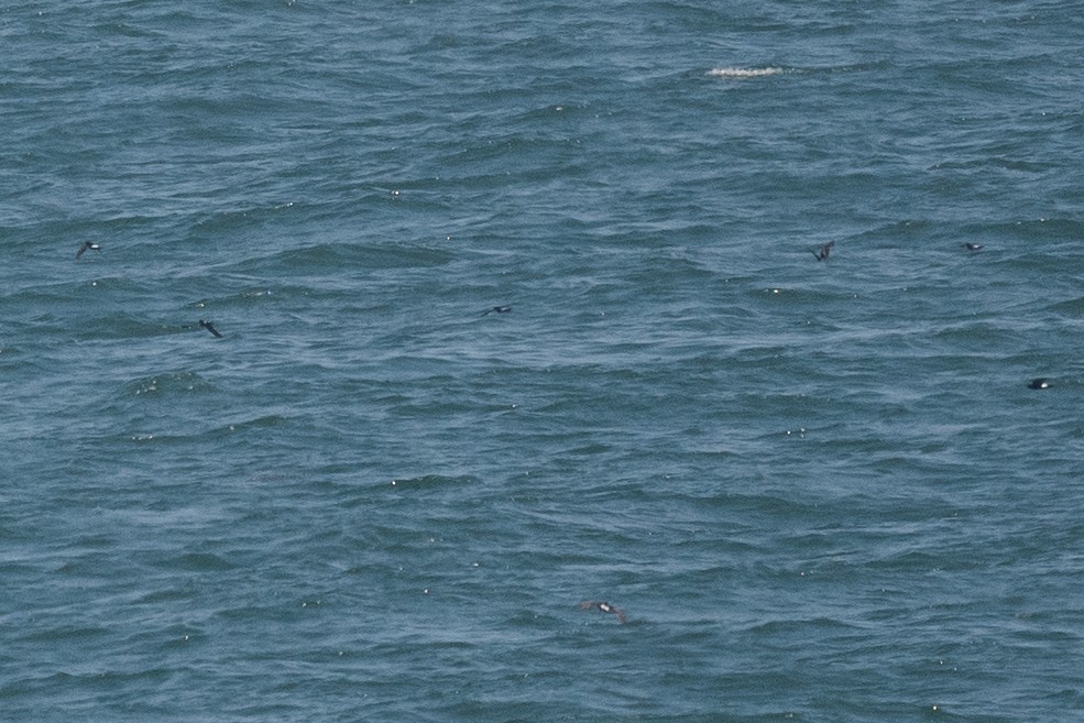 Wilson's Storm-Petrel - ML592448031