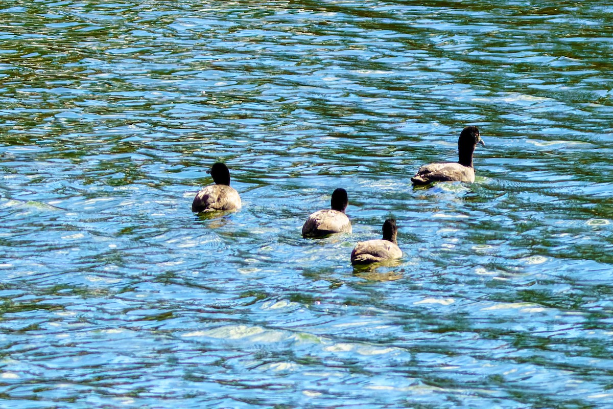 Eurasian Coot - ML592448141