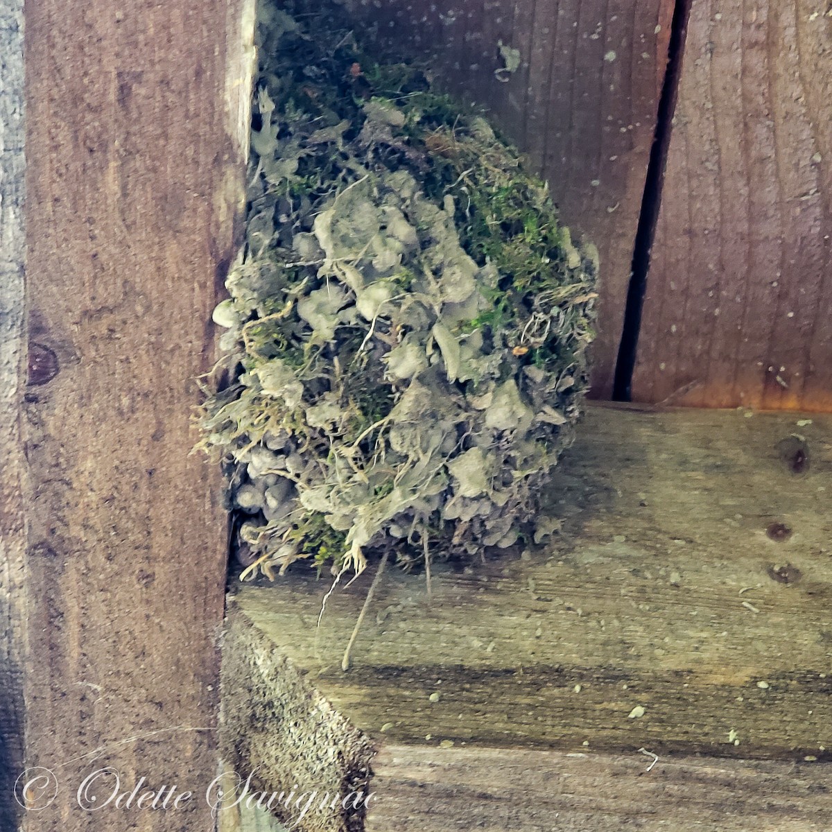 Eastern Phoebe - ML592448271