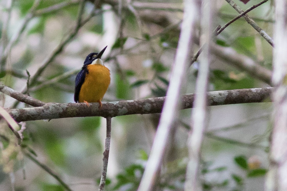 Papuan Dwarf-Kingfisher - ML592448631