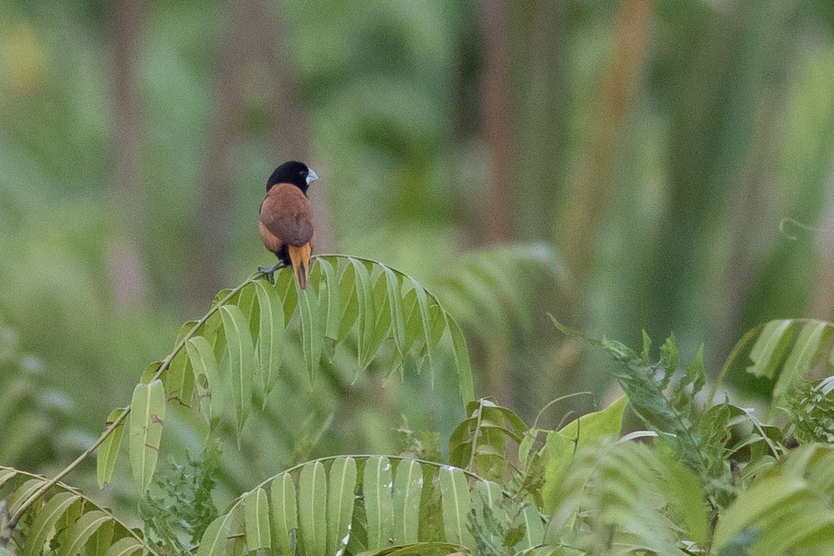 Grand Munia - Doug Gochfeld