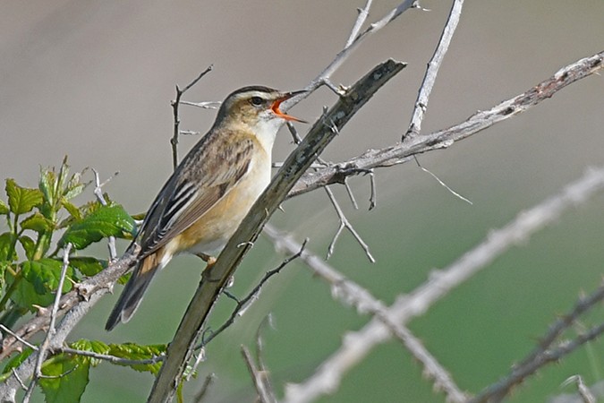 sivsanger - ML592449491