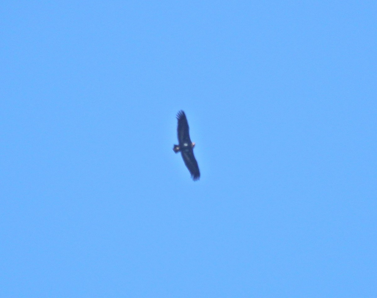 Red-headed Vulture - ML592450111