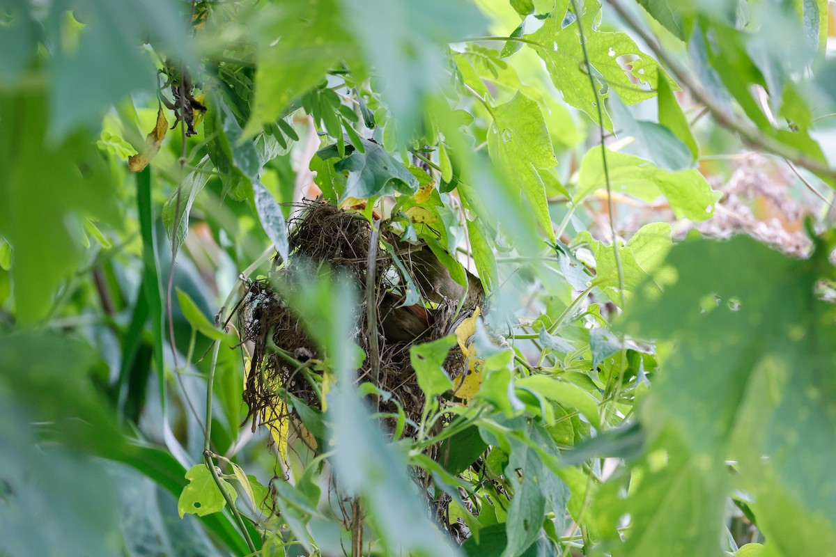 Streak-capped Spinetail - ML592450401