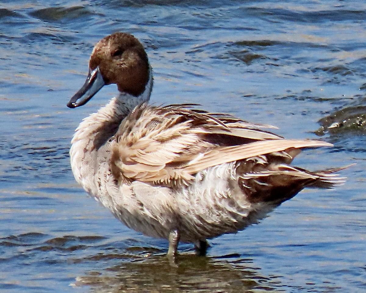 Northern Pintail - ML592450571