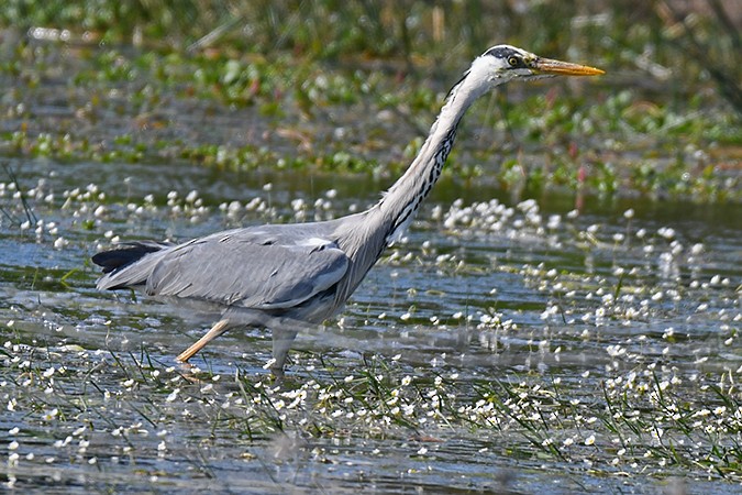 gråhegre - ML592451031