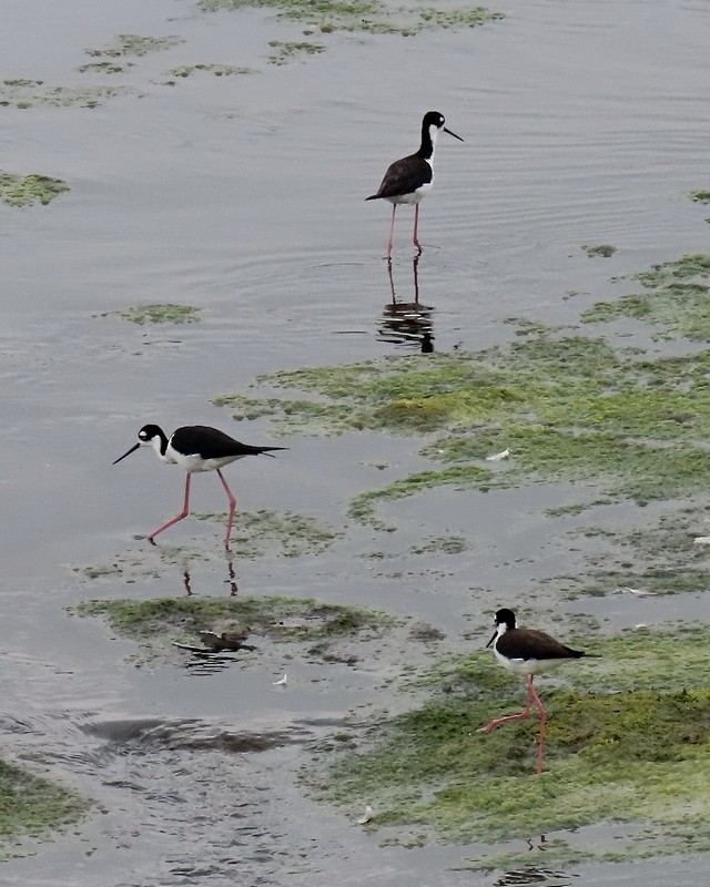 Black-necked Stilt - ML592451501