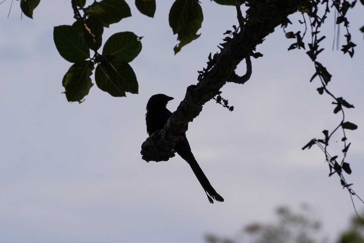 Black Drongo - ML592451791