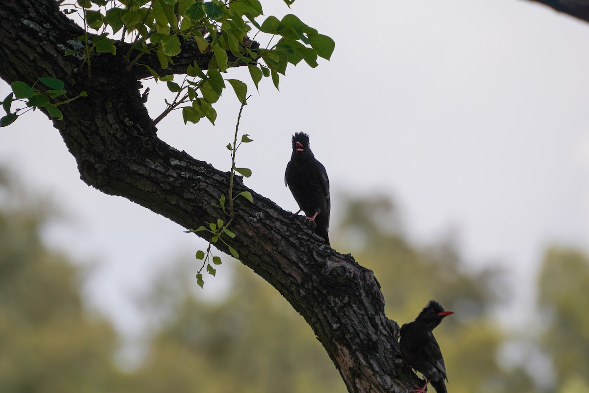 Black Bulbul - ML592451851