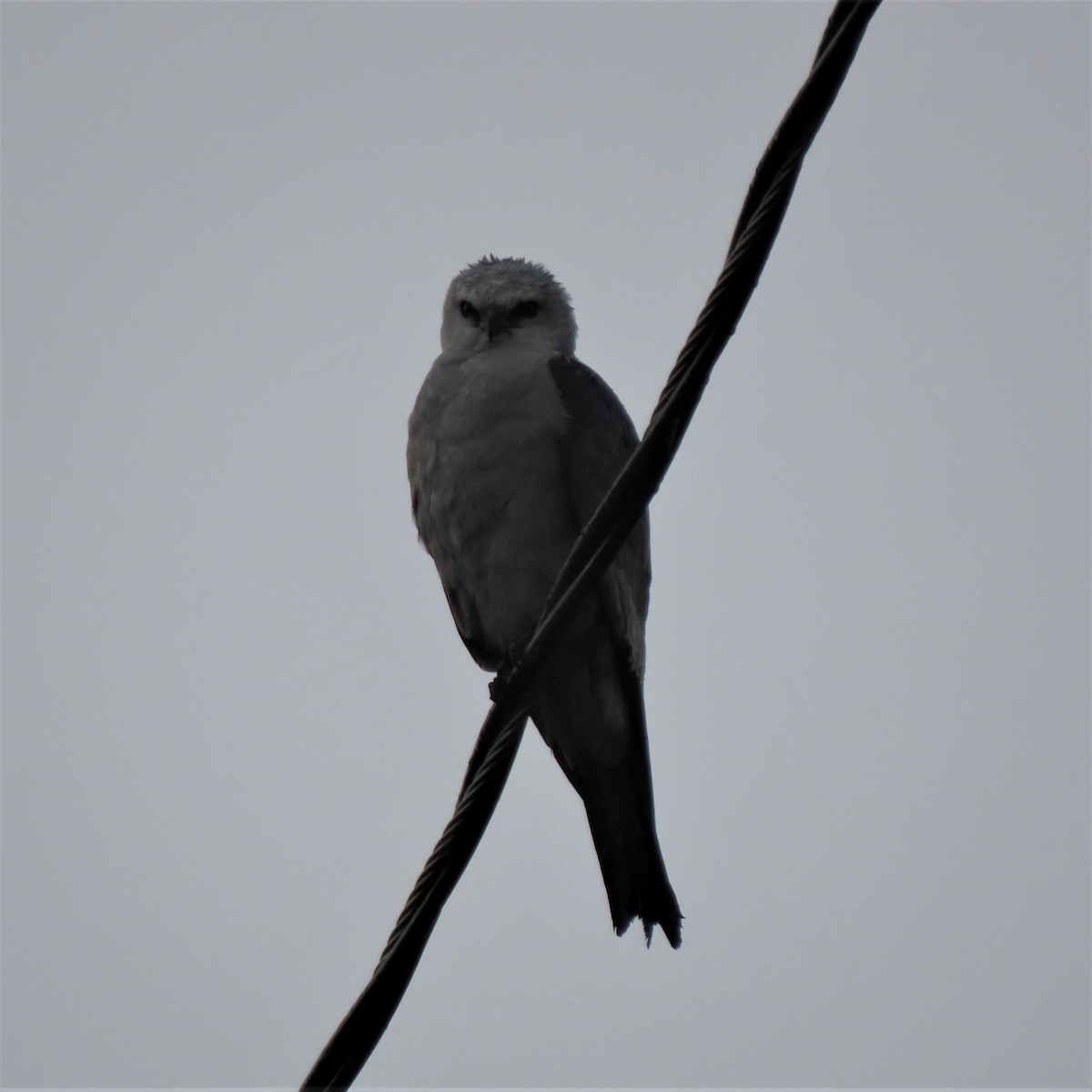 iktinie mississippská - ML592451951