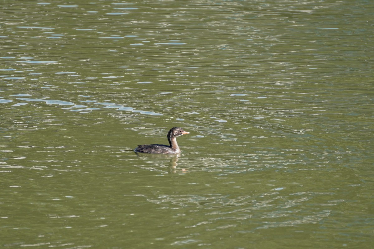 Little Grebe - ML592451961