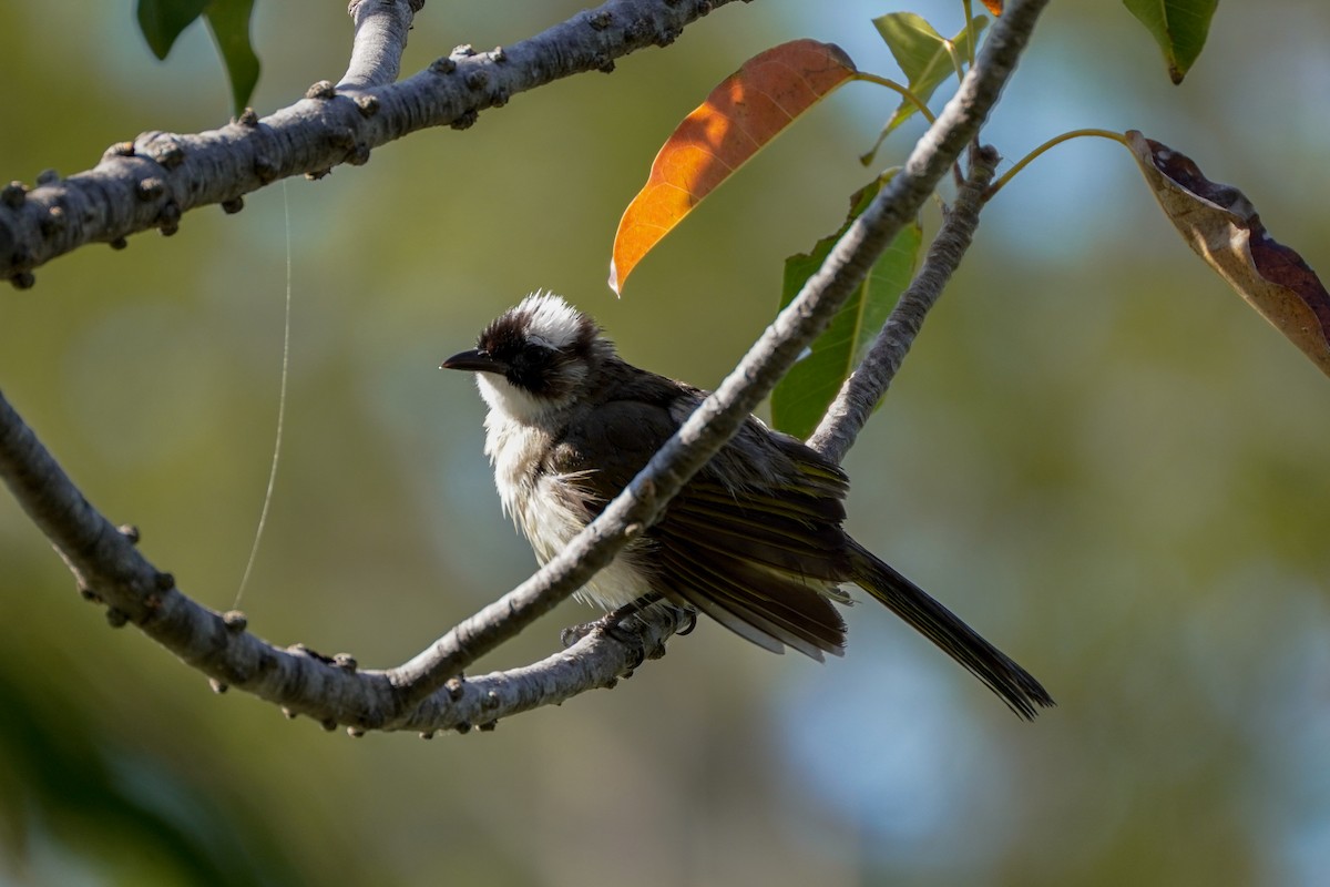 Light-vented Bulbul - ML592452061