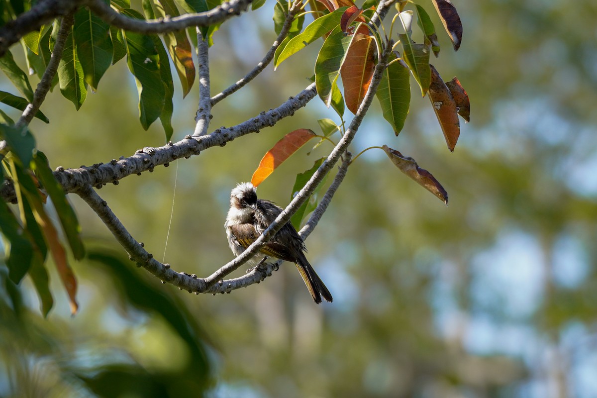 Light-vented Bulbul - ML592452071