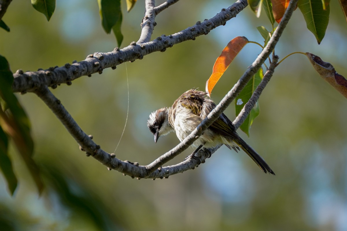 Light-vented Bulbul - ML592452091