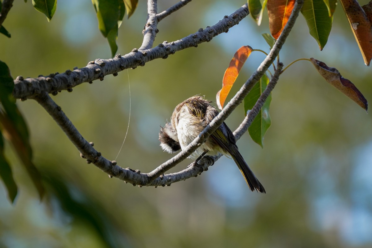 Light-vented Bulbul - ML592452111