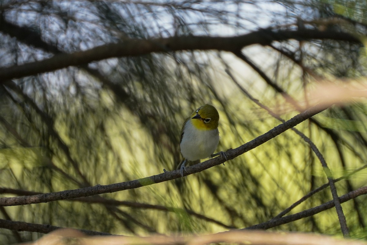 Swinhoe's White-eye - ML592452321