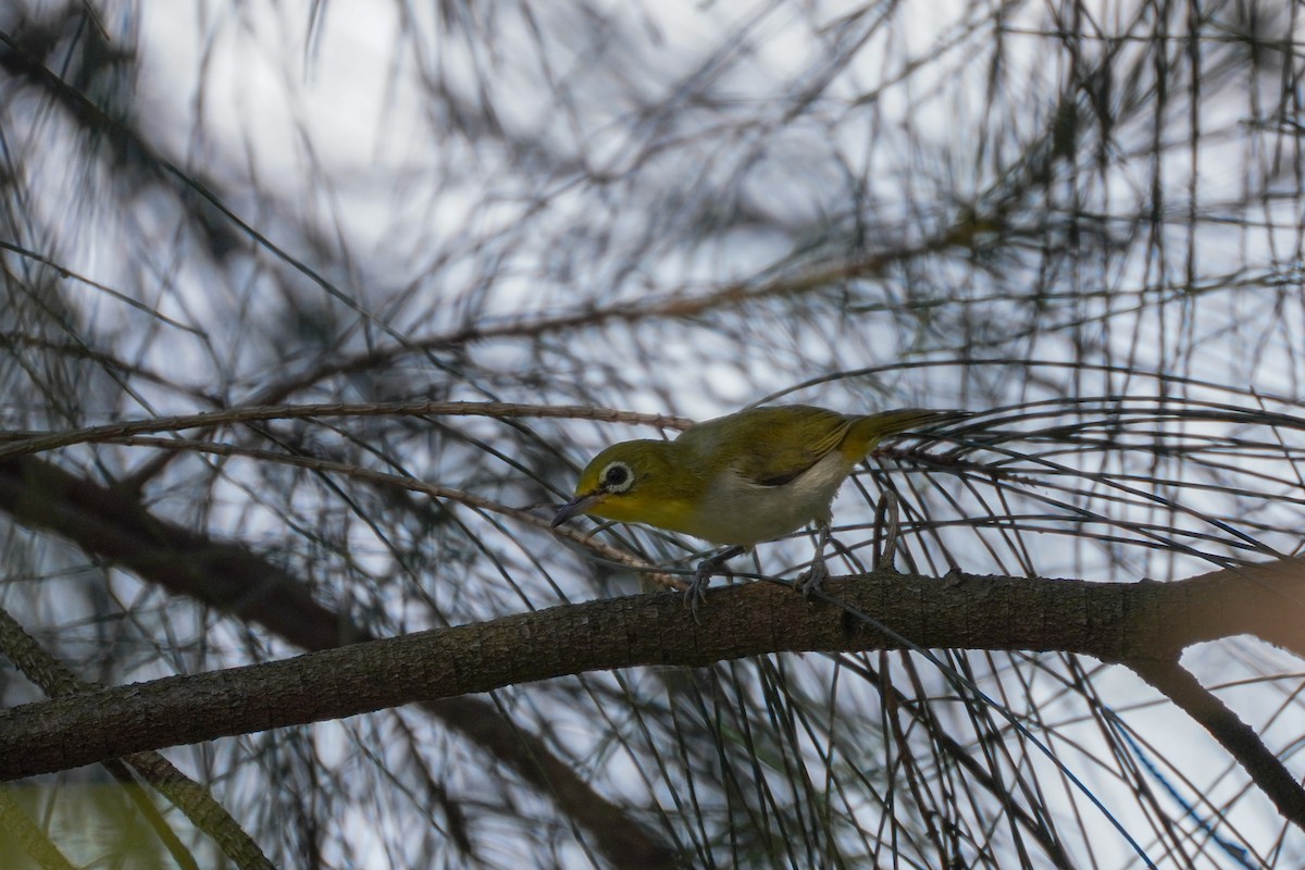 Swinhoe's White-eye - ML592452331