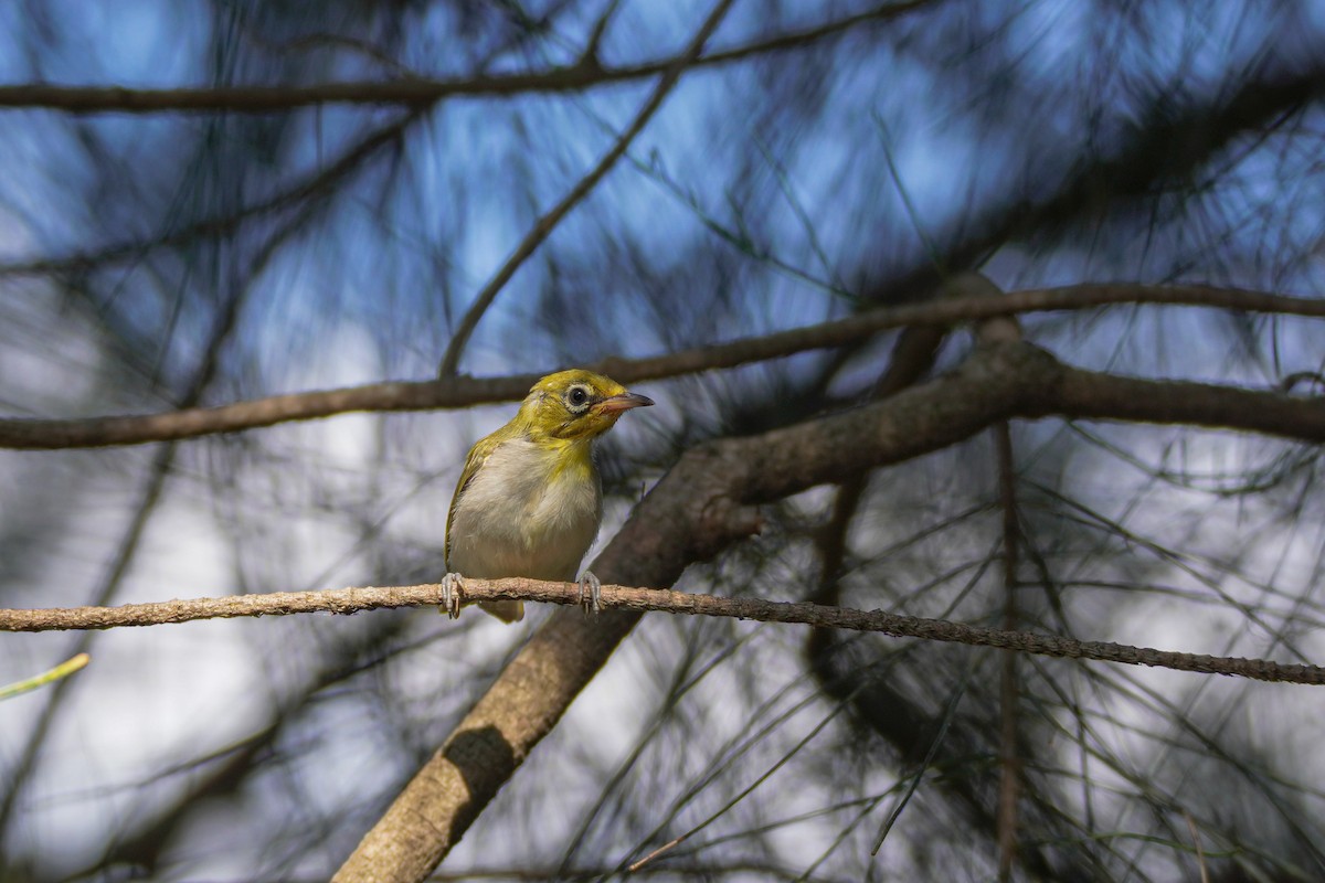 Swinhoe's White-eye - ML592452351