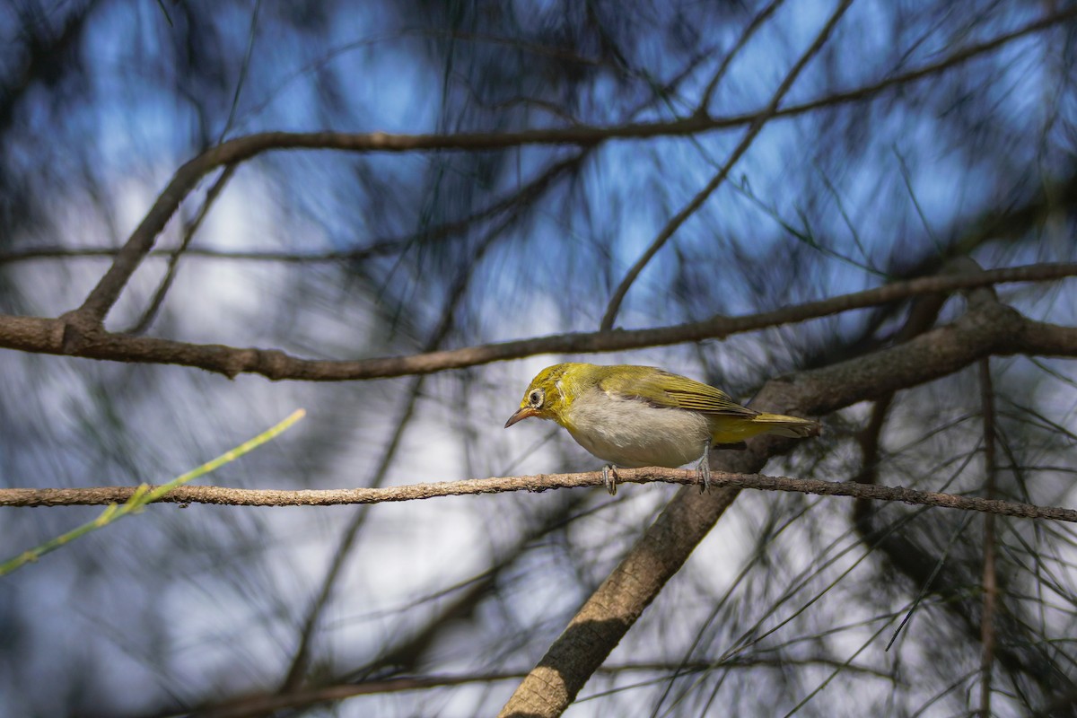 Swinhoe's White-eye - ML592452361