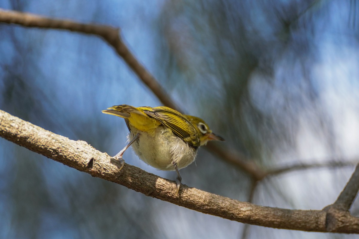 Swinhoe's White-eye - ML592452371