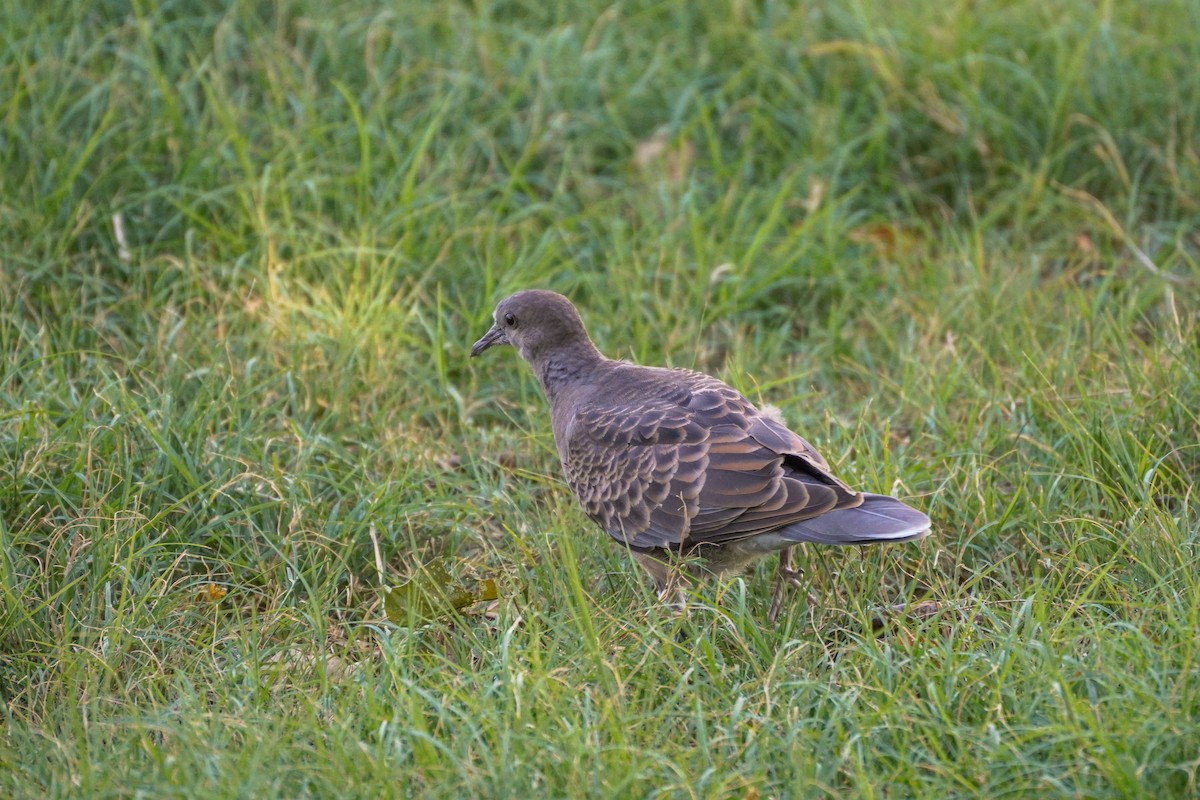 Oriental Turtle-Dove - ML592452451