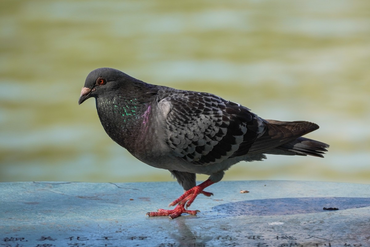 Rock Pigeon (Feral Pigeon) - ML592452481