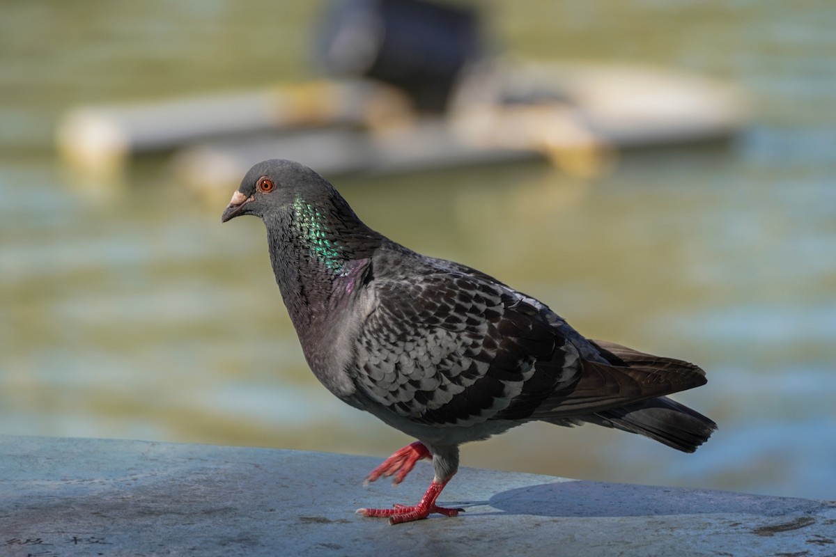 Rock Pigeon (Feral Pigeon) - ML592452491