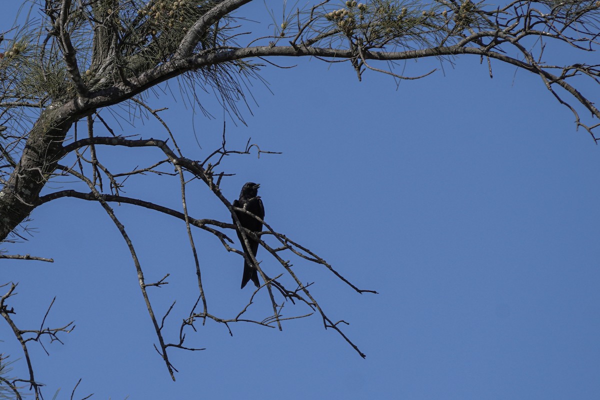 Black Drongo - ML592452531