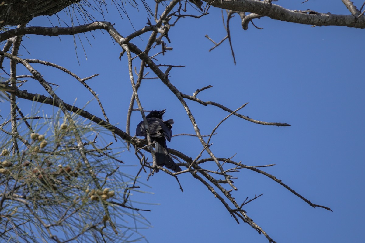 Black Drongo - ML592452541