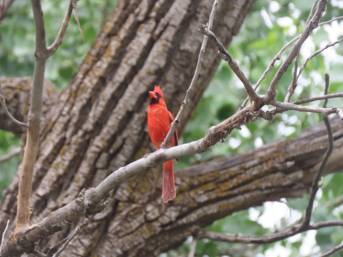 Cardinal rouge - ML592452691