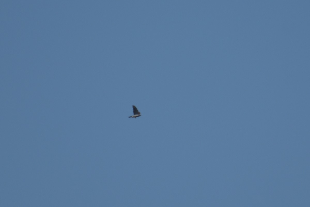 Eurasian Goshawk - ML592452741