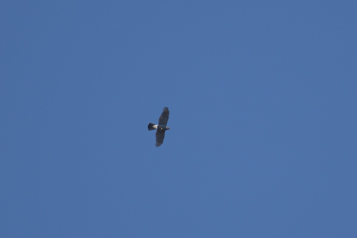 Eurasian Goshawk - ML592452751