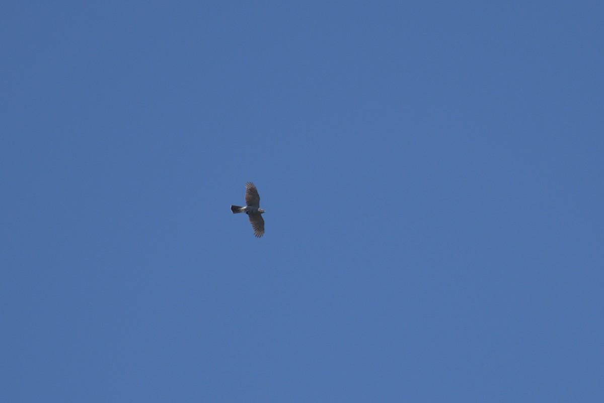Eurasian Goshawk - ML592452761