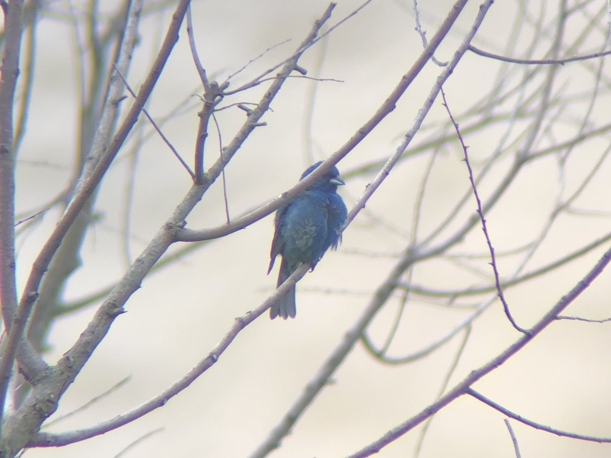 Indigo Bunting - ML592452811