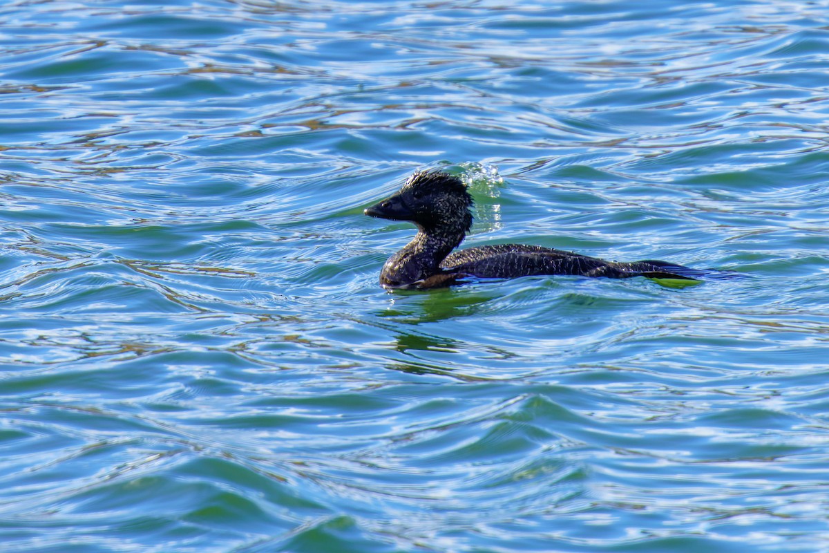 Musk Duck - ML592453081